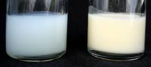 breast milk