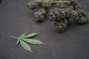 cannabis leaf plant