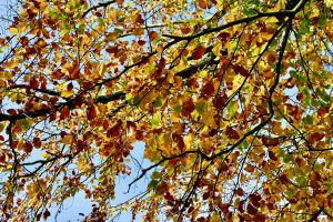 Seasonal weather